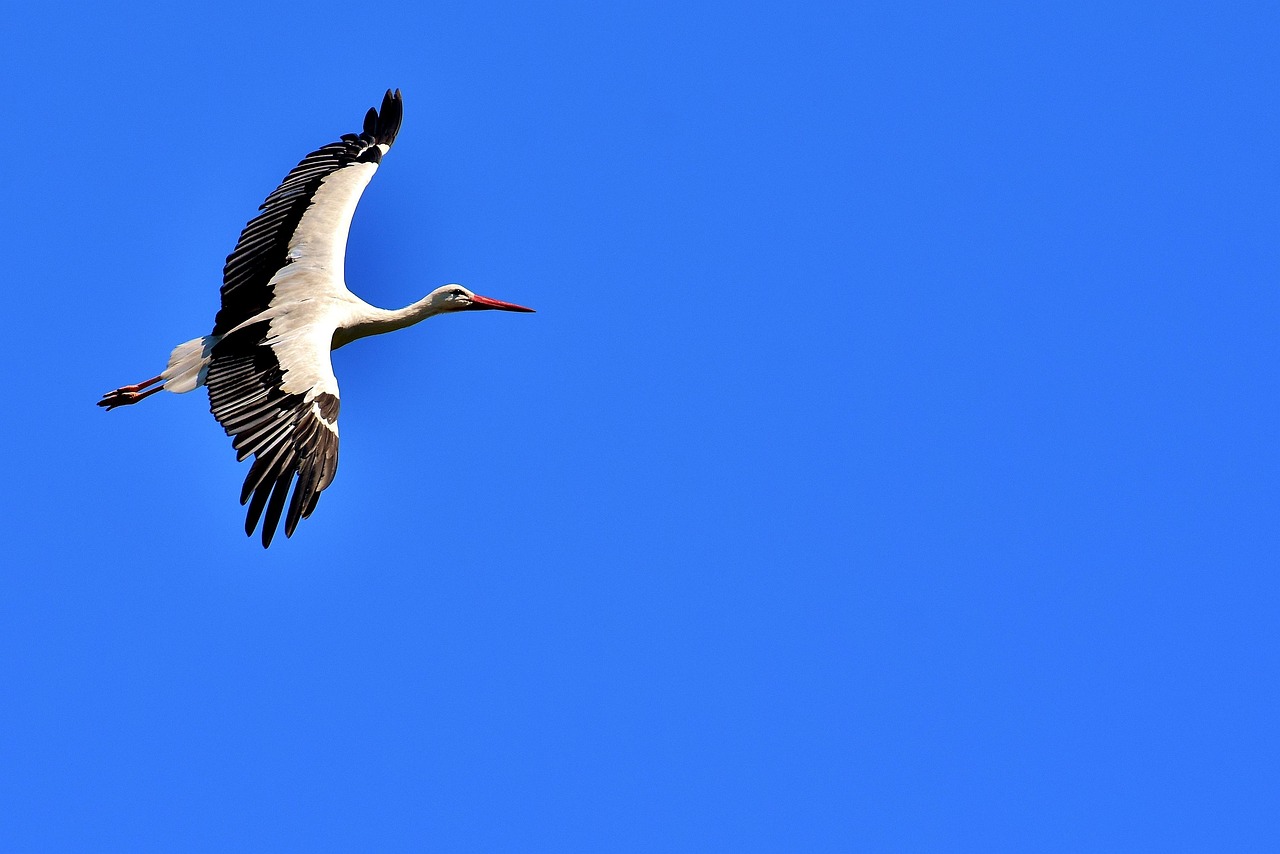 Stork Krydsord